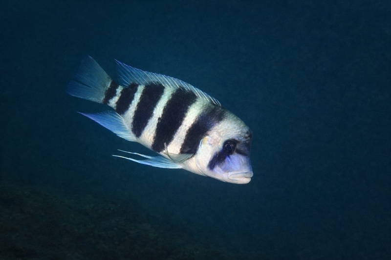 Cyphotilapia gibberosa 'Kekese'